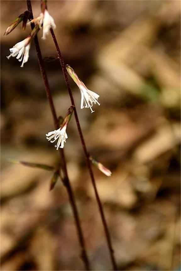 Chrysanthemum_morifolium